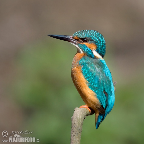 Eisvogel (Alcedo atthis)