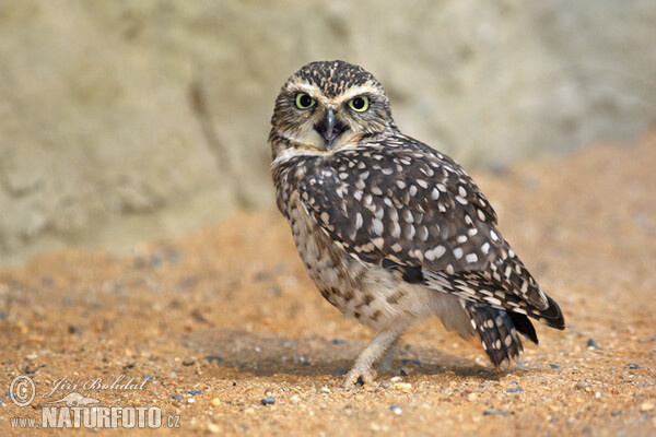 Eule (Athene cunicularia)