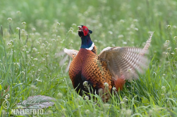 Fasan (Phasianus colchicus)