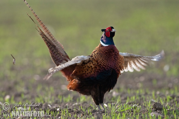 Fasan (Phasianus colchicus)