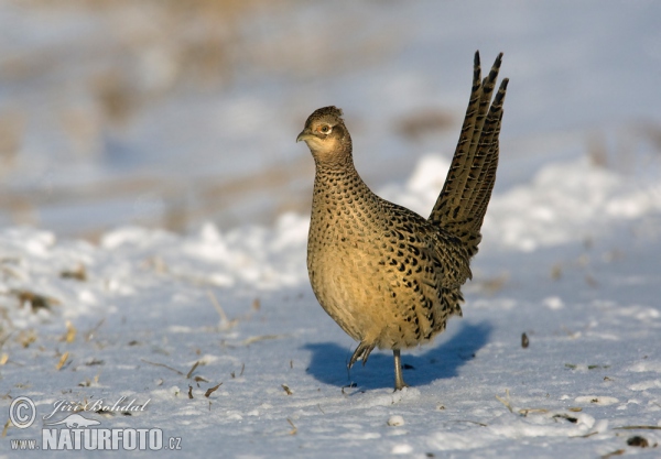 Fasan (Phasianus colchicus)