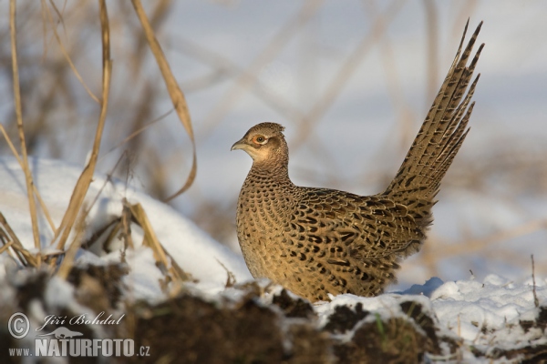 Fasan (Phasianus colchicus)