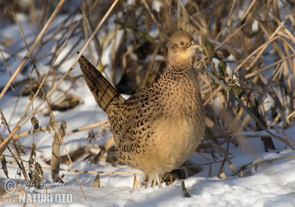 Fasan (Phasianus colchicus)