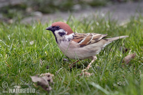 Feld Sperling (Passer montanus)