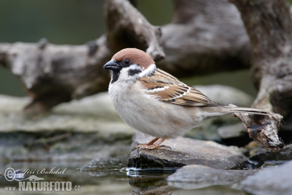 Feld Sperling (Passer montanus)