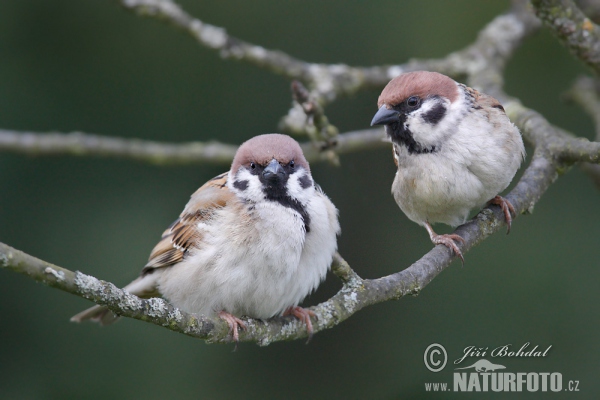 Feld Sperling (Passer montanus)