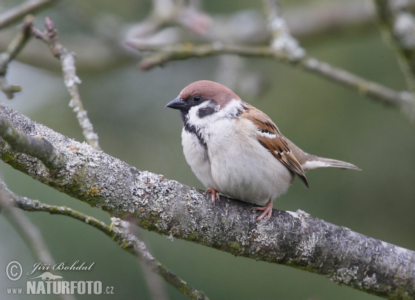 Feld Sperling (Passer montanus)