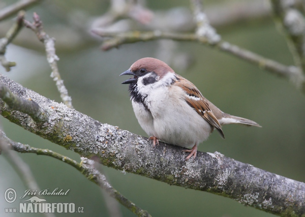 Feld Sperling (Passer montanus)