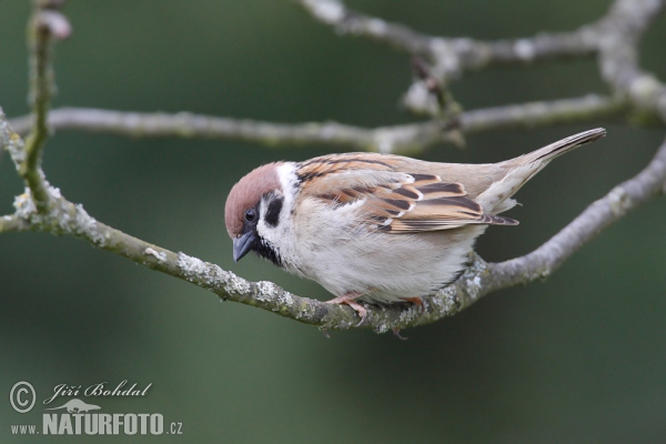 Feld Sperling (Passer montanus)