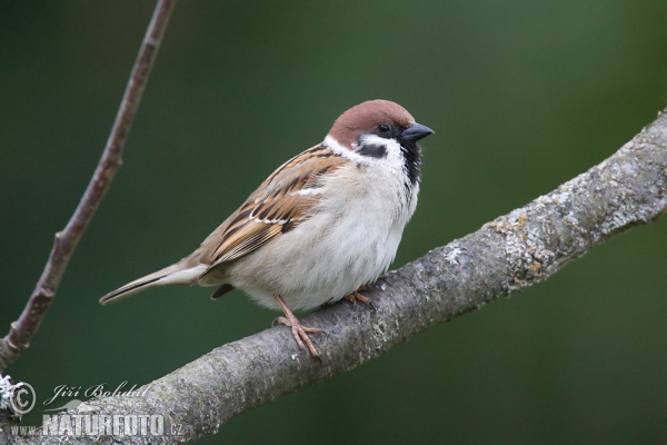 Feld Sperling (Passer montanus)