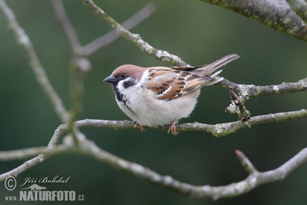 Feld Sperling (Passer montanus)