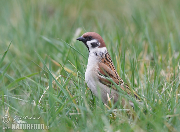 Feld Sperling (Passer montanus)