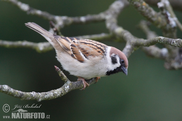 Feld Sperling (Passer montanus)