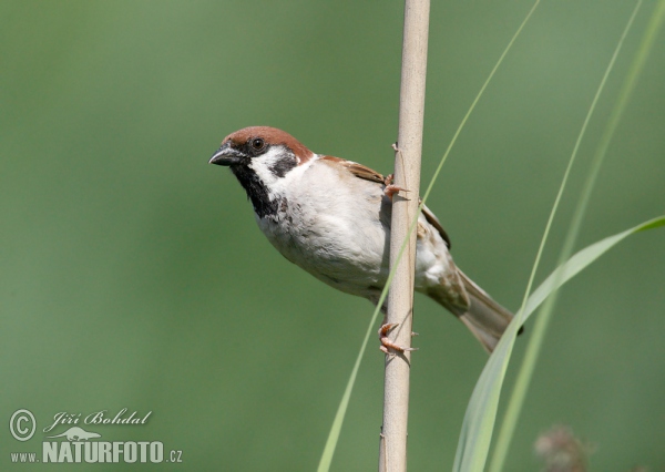 Feld Sperling (Passer montanus)