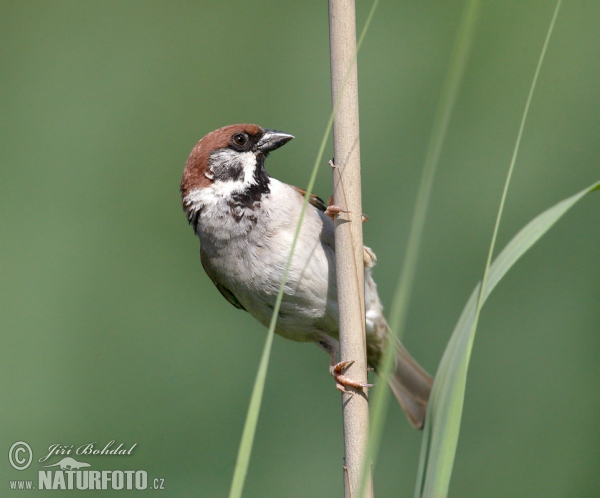 Feld Sperling (Passer montanus)