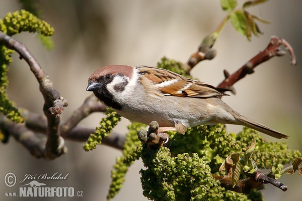 Feld Sperling (Passer montanus)