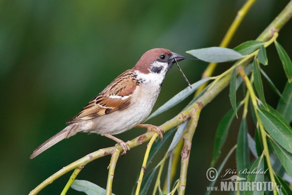 Feld Sperling (Passer montanus)