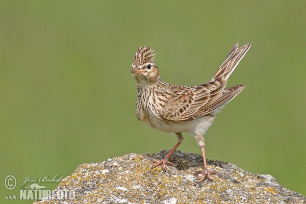 Feldlerche (Alauda arvensis)