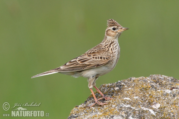 Feldlerche (Alauda arvensis)