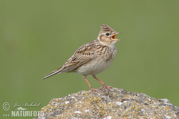 Feldlerche (Alauda arvensis)