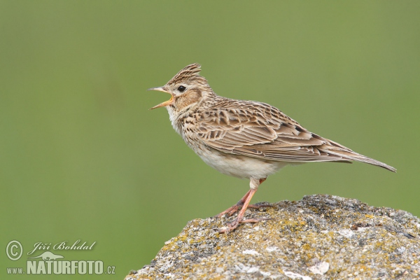 Feldlerche (Alauda arvensis)