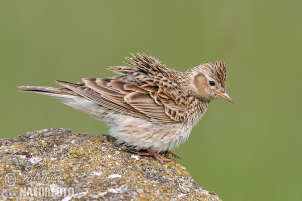 Feldlerche (Alauda arvensis)