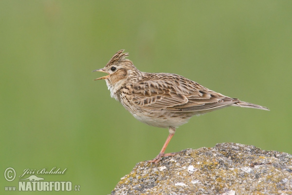 Feldlerche (Alauda arvensis)