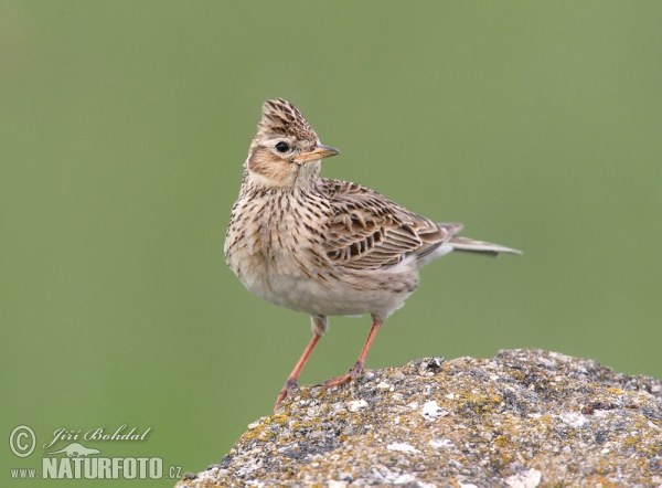 Feldlerche (Alauda arvensis)