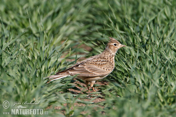 Feldlerche (Alauda arvensis)