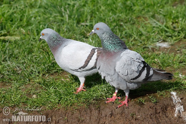 Felsentaube (Columba livia)