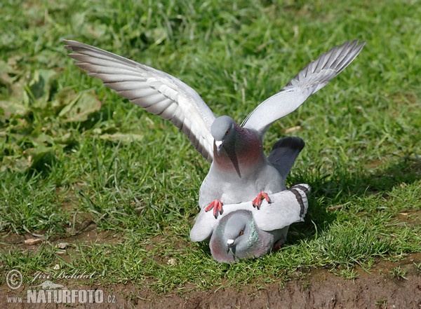 Felsentaube (Columba livia)