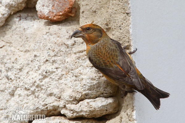 Fichtenkreuzschnabel (Loxia curvirostra)