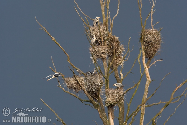 Fischreiher (Ardea cinerea)