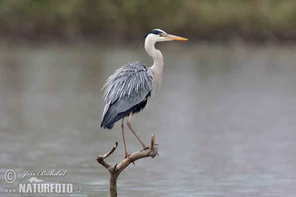 Fischreiher (Ardea cinerea)