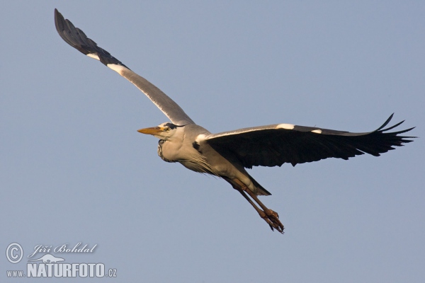 Fischreiher (Ardea cinerea)