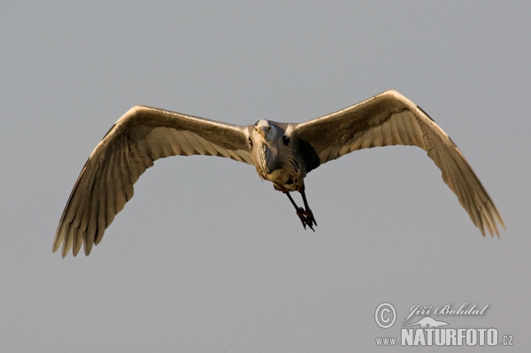 Fischreiher (Ardea cinerea)