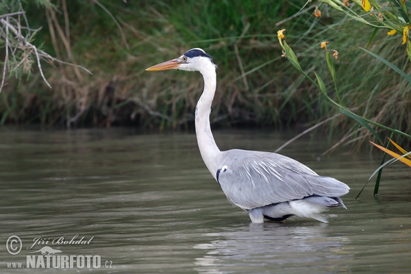 Fischreiher (Ardea cinerea)