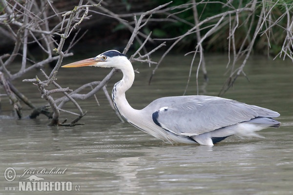 Fischreiher (Ardea cinerea)