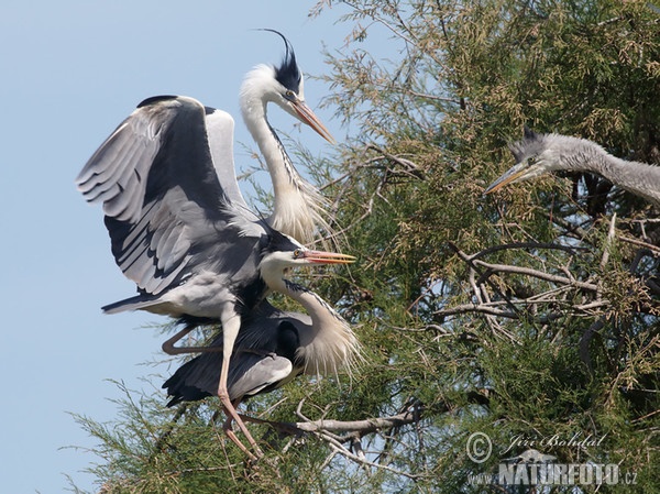 Fischreiher (Ardea cinerea)