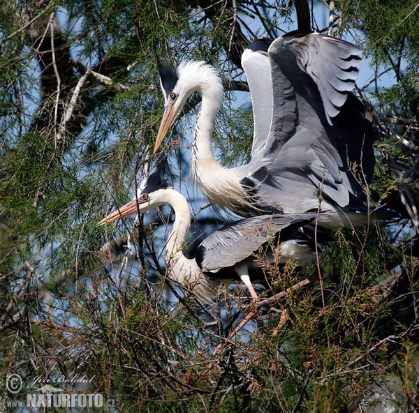 Fischreiher (Ardea cinerea)