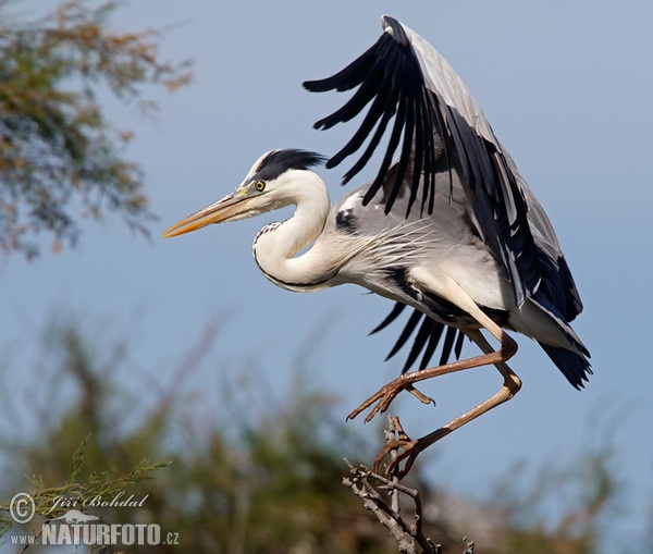 Fischreiher (Ardea cinerea)