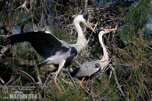 Fischreiher (Ardea cinerea)