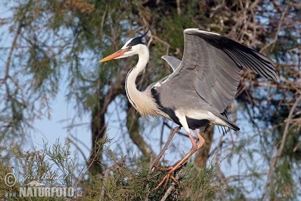 Fischreiher (Ardea cinerea)