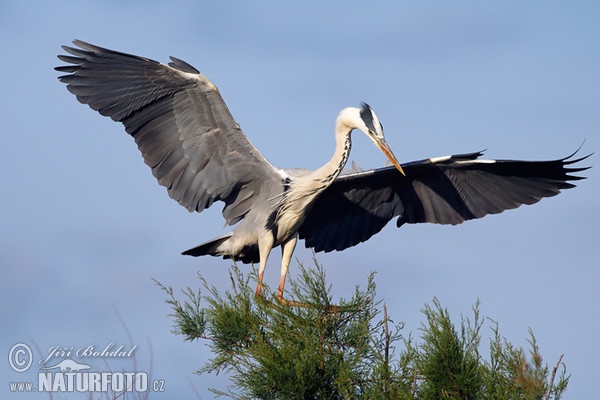 Fischreiher (Ardea cinerea)