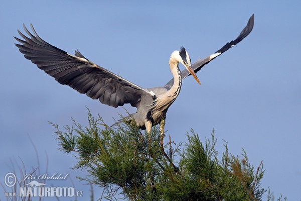 Fischreiher (Ardea cinerea)