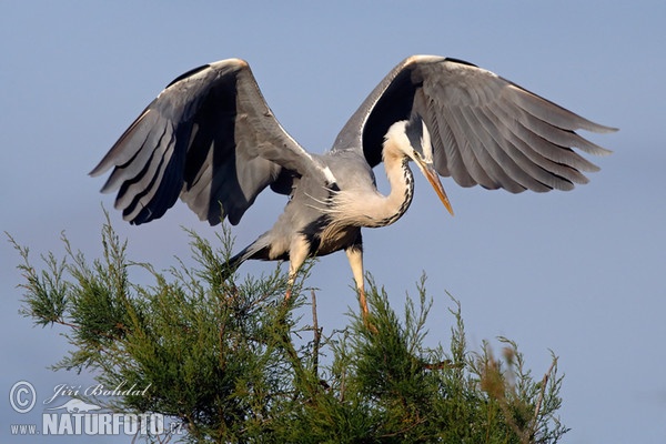 Fischreiher (Ardea cinerea)