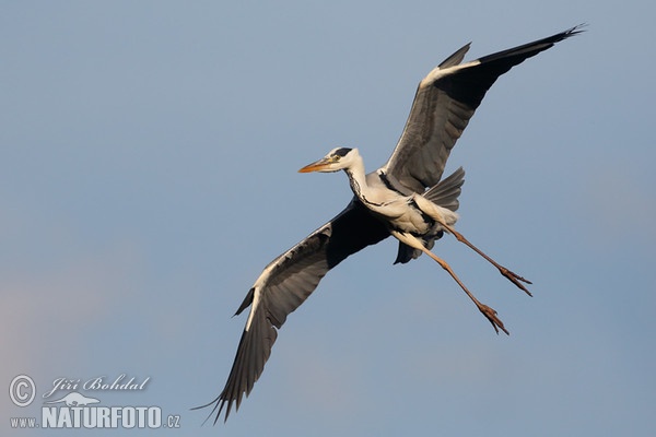 Fischreiher (Ardea cinerea)