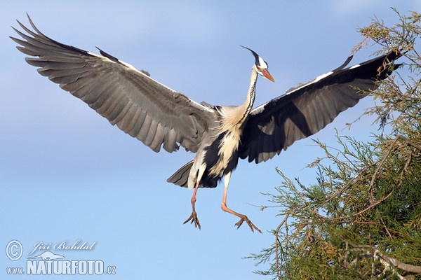 Fischreiher (Ardea cinerea)