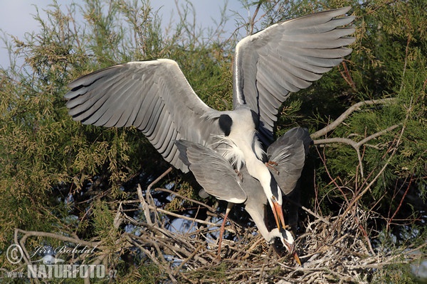 Fischreiher (Ardea cinerea)