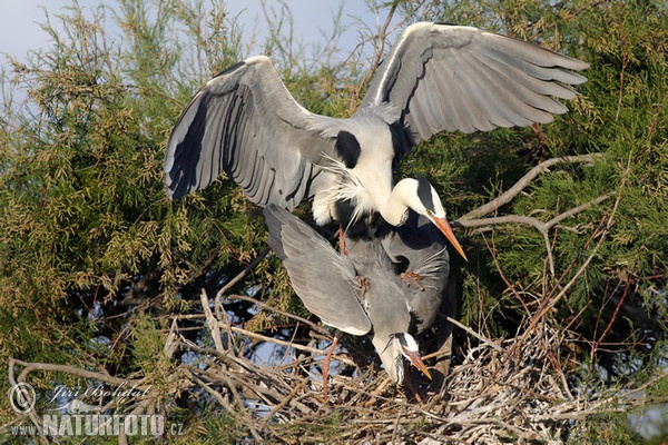 Fischreiher (Ardea cinerea)